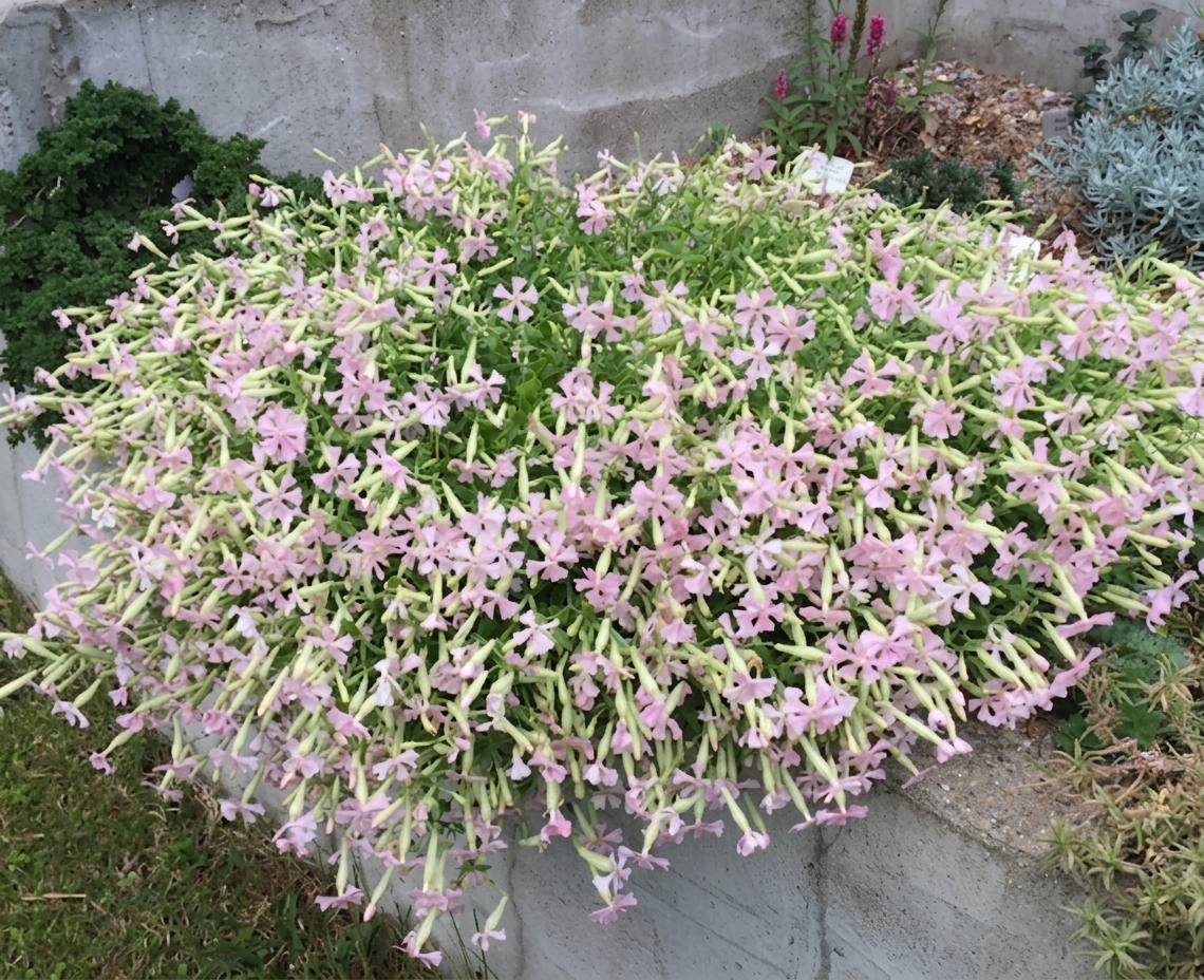Silene schafta 'Ralph Haywood'